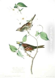 White Throated Sparrow, from 'Birds of America' by John James Audubon