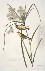 Prairie Warbler, from 'Birds of America'