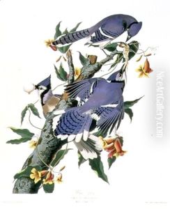 Cyanocitta cristata (Blue Jay) a male and two females by John James Audubon