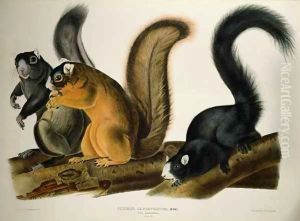 Fox Squirrel, from 'Quadrupeds of America'
