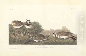 Shore Lark, illustration from 'The Birds of America' by John James Audubon