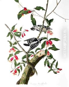 Downy Woodpecker, from 'Birds of America' by John James Audubon