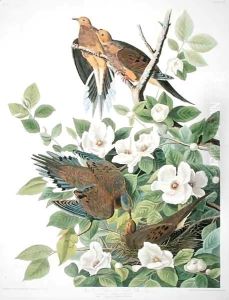 Carolina Pigeon or Turtle Dove, from 'Birds of America' by John James Audubon