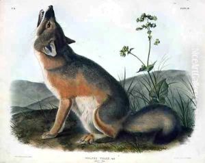 Vulpes Velox (Swift Fox), plate 52 from 'Quadrupeds of North America' Vulpes Velox (Swift Fox), plate 52 from 'Quadrupeds of North America'