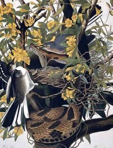 Mocking Birds and Rattlesnake, from 'Birds of America' by John James Audubon