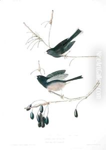 Snow Bird, from 'Birds of America' by John James Audubon