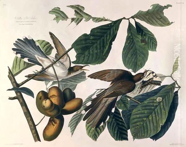 Yellow-billed Cuckoo, from 'Birds of America' - view 1