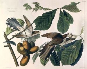 Yellow-billed Cuckoo, from 'Birds of America' by John James Audubon