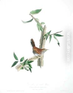 Bewicks Long Tailed Wren, from 'Birds of America'