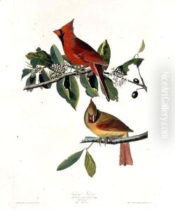 Cardinalis cardinalis (Northern Cardinal) one male and two females by John James Audubon