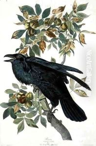 Raven by John James Audubon