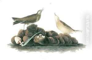 Brown Lark, from 'Birds of America' by John James Audubon