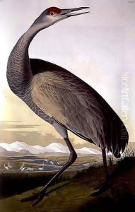 Sandhill Crane, from 'Birds of America' by John James Audubon