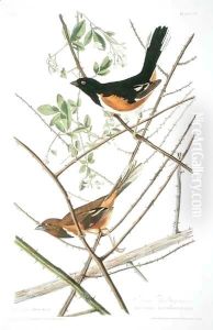 The Towhe Bunting, from 'Birds of America' by John James Audubon