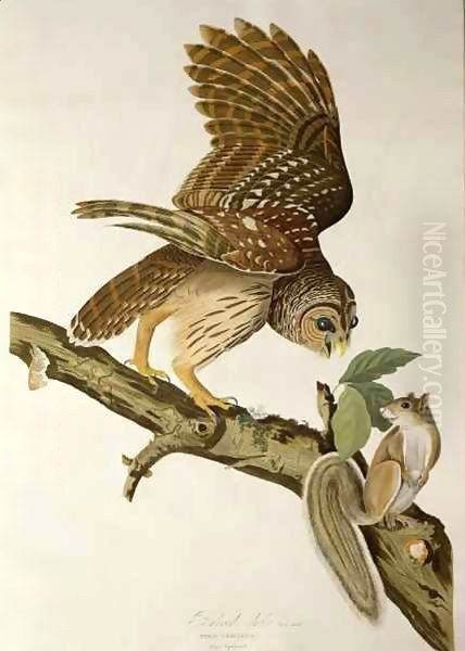 Barred Owl, from 'Birds of America' - view 1