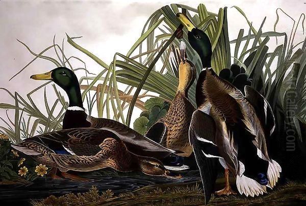 Mallard Duck, from 'Birds of America' - view 1