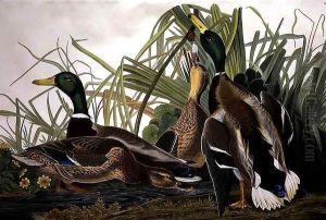 Mallard Duck, from 'Birds of America'