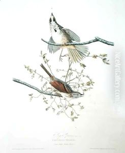 Song Sparrow, from 'Birds of America' Song Sparrow, from 'Birds of America'