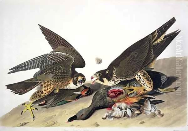 Great Footed Hawk, from 'Birds of America' - view 1