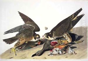 Great Footed Hawk, from 'Birds of America' by John James Audubon