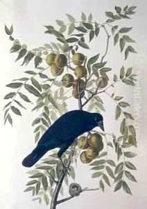 American Crow, from 'Birds of America' by John James Audubon