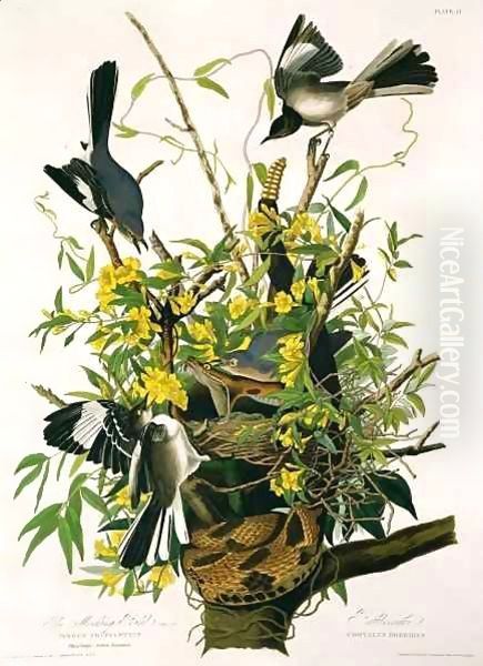 Mocking Birds and Rattlesnake, from 'Birds of America' 2 - view 1