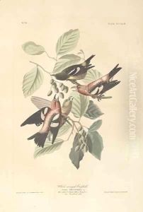 White-winged Crossbill, illustration from 'The Birds of America' by John James Audubon