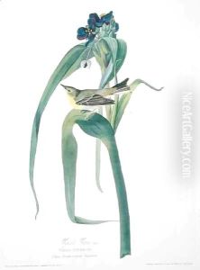 Vigers Vireo, from 'Birds of America' by John James Audubon