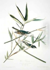 Solitary Flycatcher, from 'Birds of America' by John James Audubon