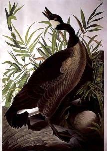 Canada Goose, from 'Birds of America'