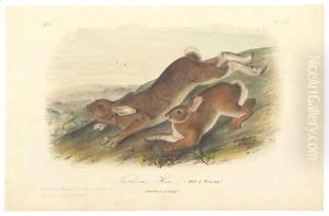 Northern Hare (Old & Young), illustration from 'The Viviparous Quadrupeds of North America' by John James Audubon