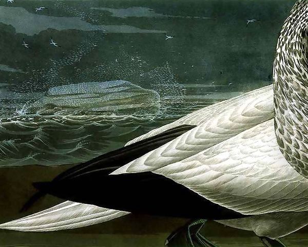 Gannets, from 'Birds of America' 2 - view 1