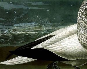 Gannets, from 'Birds of America' 2 Gannets, from 'Birds of America' 2