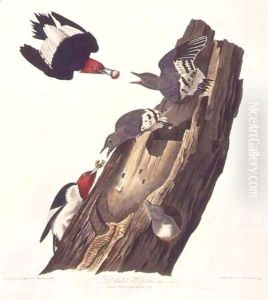 Melanerpes erythrocephalus (Red-headed woodpecker) one male, two female and young Melanerpes erythrocephalus (Red-headed woodpecker) one male, two female and young