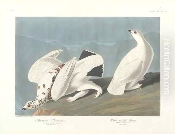 American Ptarmigan, White-tailed Grous - view 1