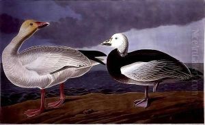 Snow Goose, from 'Birds of America' by John James Audubon
