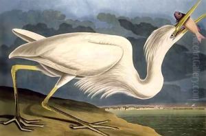 Great White Heron, from 'Birds of America' by John James Audubon