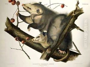 Virginian Opossum, from 'Quadrupeds of America'