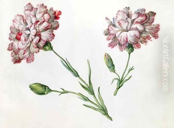 Carnations - view 1