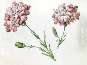 Carnations by Claude Aubriet