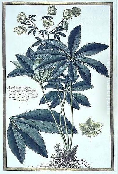 Helleborus niger (Christmas Rose) - view 1