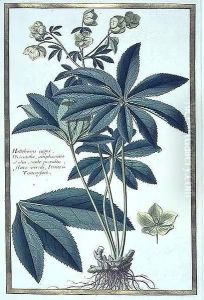 Helleborus niger (Christmas Rose) by Claude Aubriet