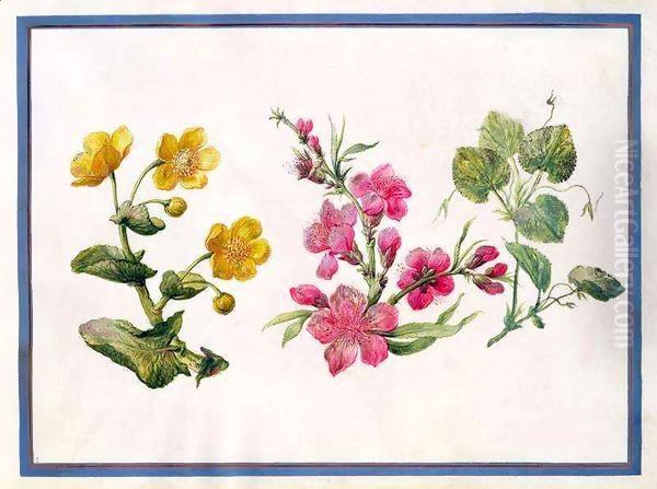 Marsh Marigold, Japonica, Violet - view 1
