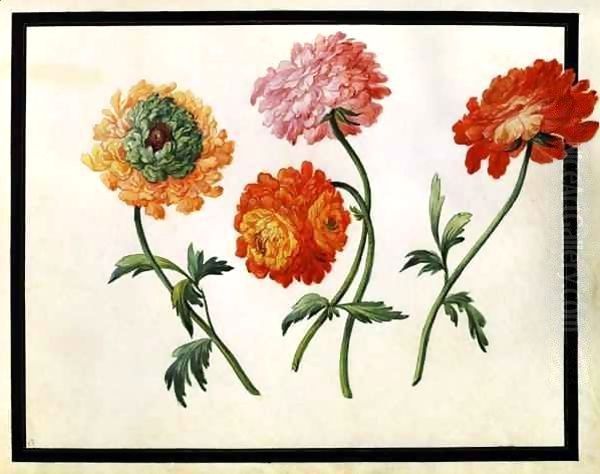 Chrysanthemums - view 1
