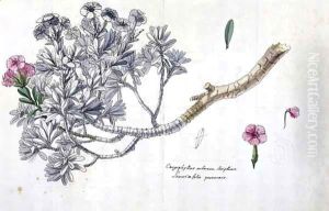 Caryophyllus Arboreus and Seriphius by Claude Aubriet