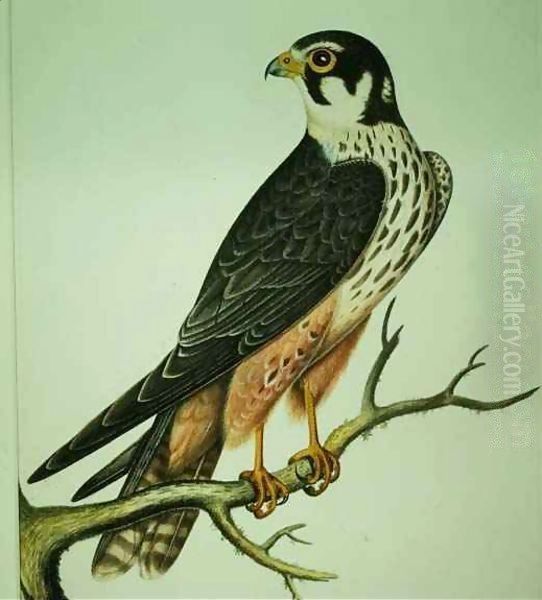 Hobby - view 1