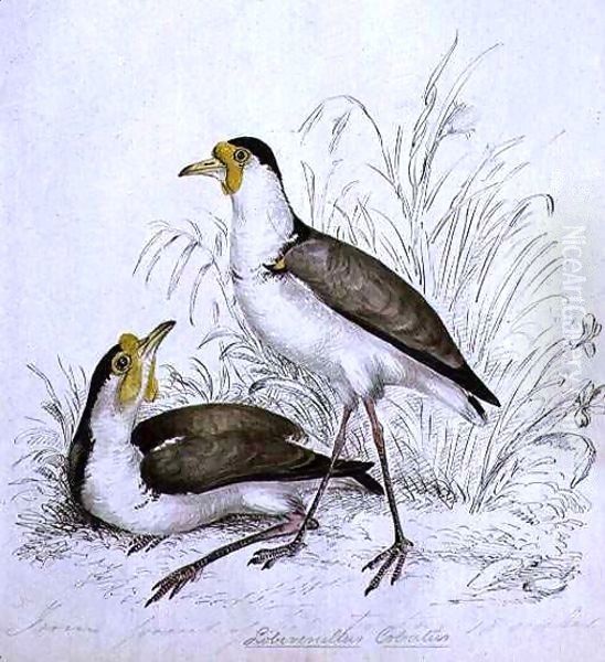 Sandpiper - view 1