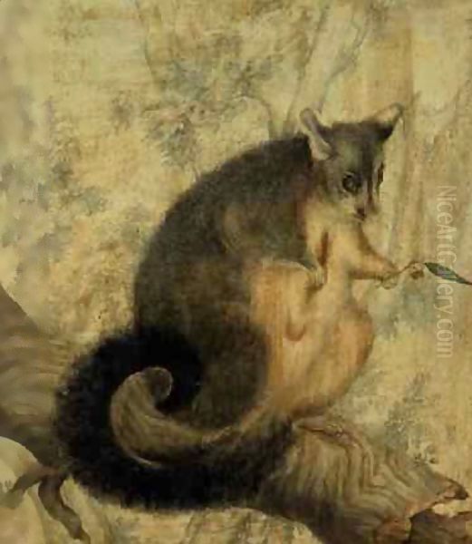 The Possum - view 1