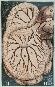 The Pancreas by Gasparo Aselli