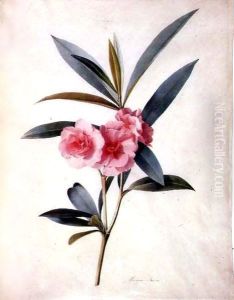 Nerium Oleander (Rose Bay) Nerium Oleander (Rose Bay)